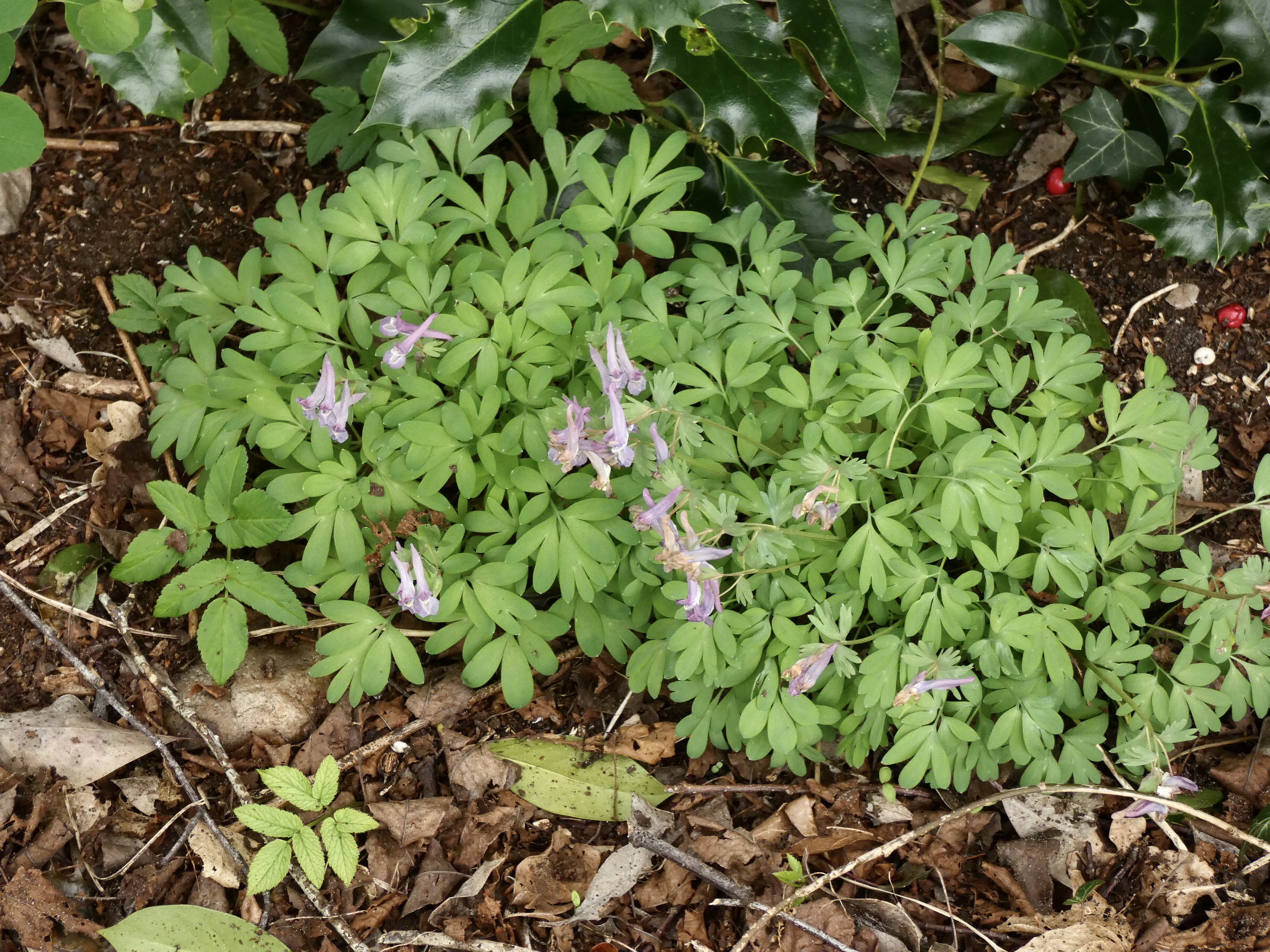 B09A6C8F-9EA5-4177-ACA5-296E74CD1DC9_1_201_a