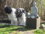 Boeddha hond