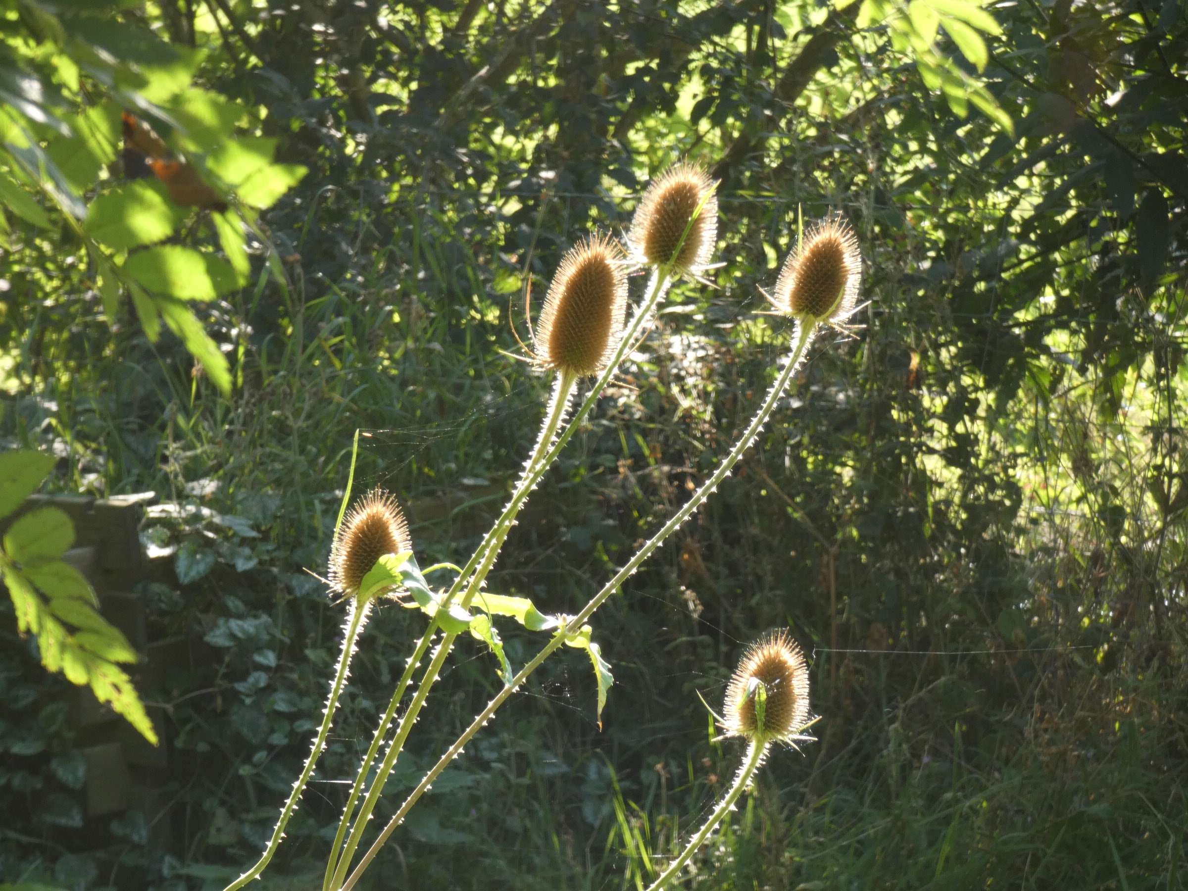 EF65414C-6307-4A58-A1E2-002478FD03EE