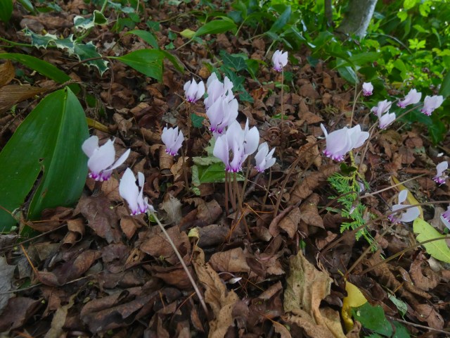 66186DD9-DF09-4324-9756-D13CBC032A6E_1_201_a