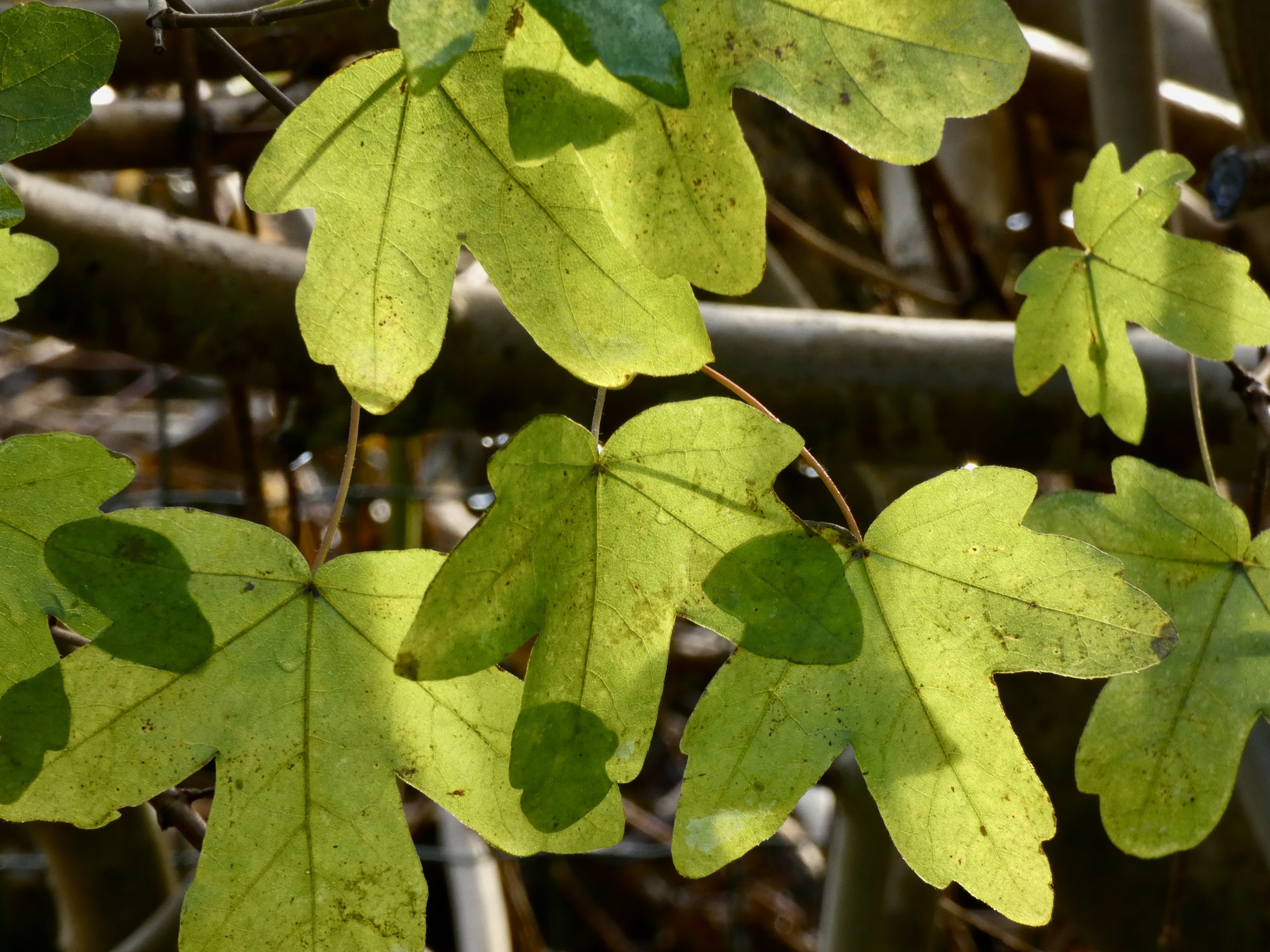 625FDB55-97C9-4B6D-91DA-1642A91A5C19_1_201_a