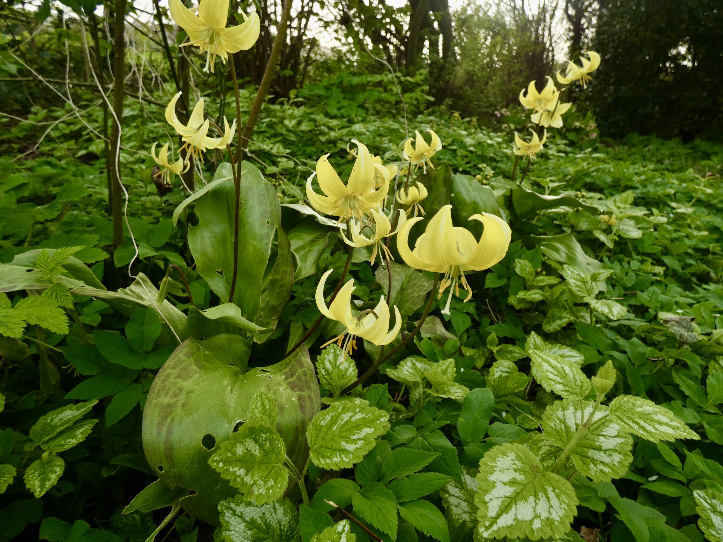 1ABFD726-8E7C-4472-B78B-D51392F52D74_1_201_a