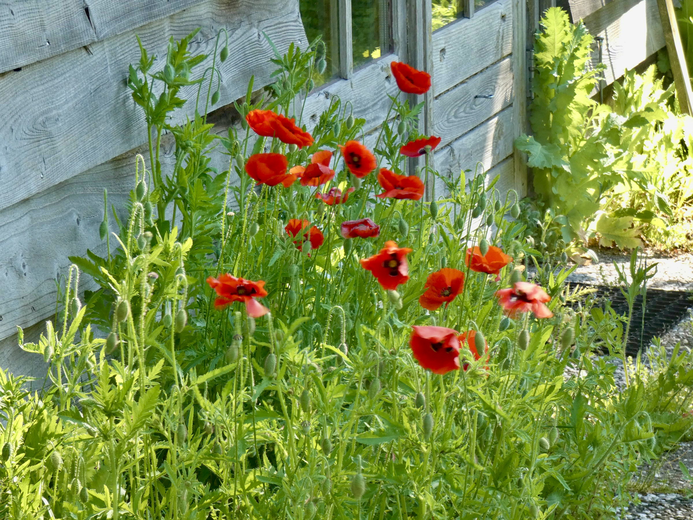 13C881C4-0B77-487A-8F22-FC5DD63C25F5_1_201_a