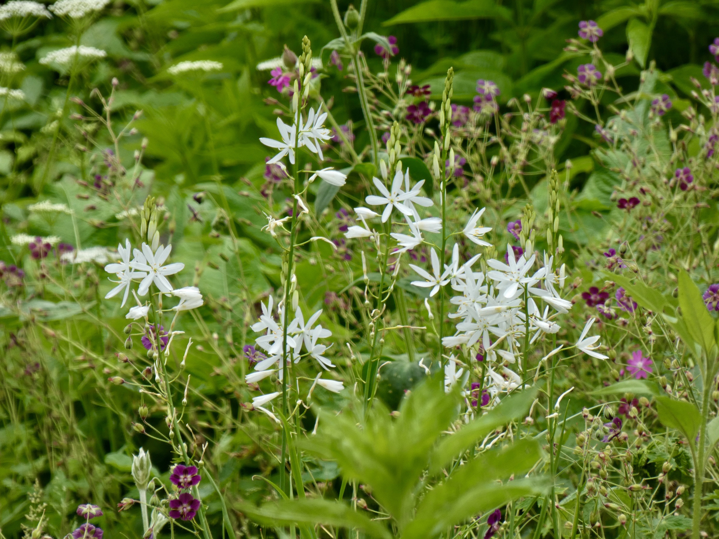 29ACB9C4-4A15-4E57-A730-E00C0C8EDF7F_1_201_a