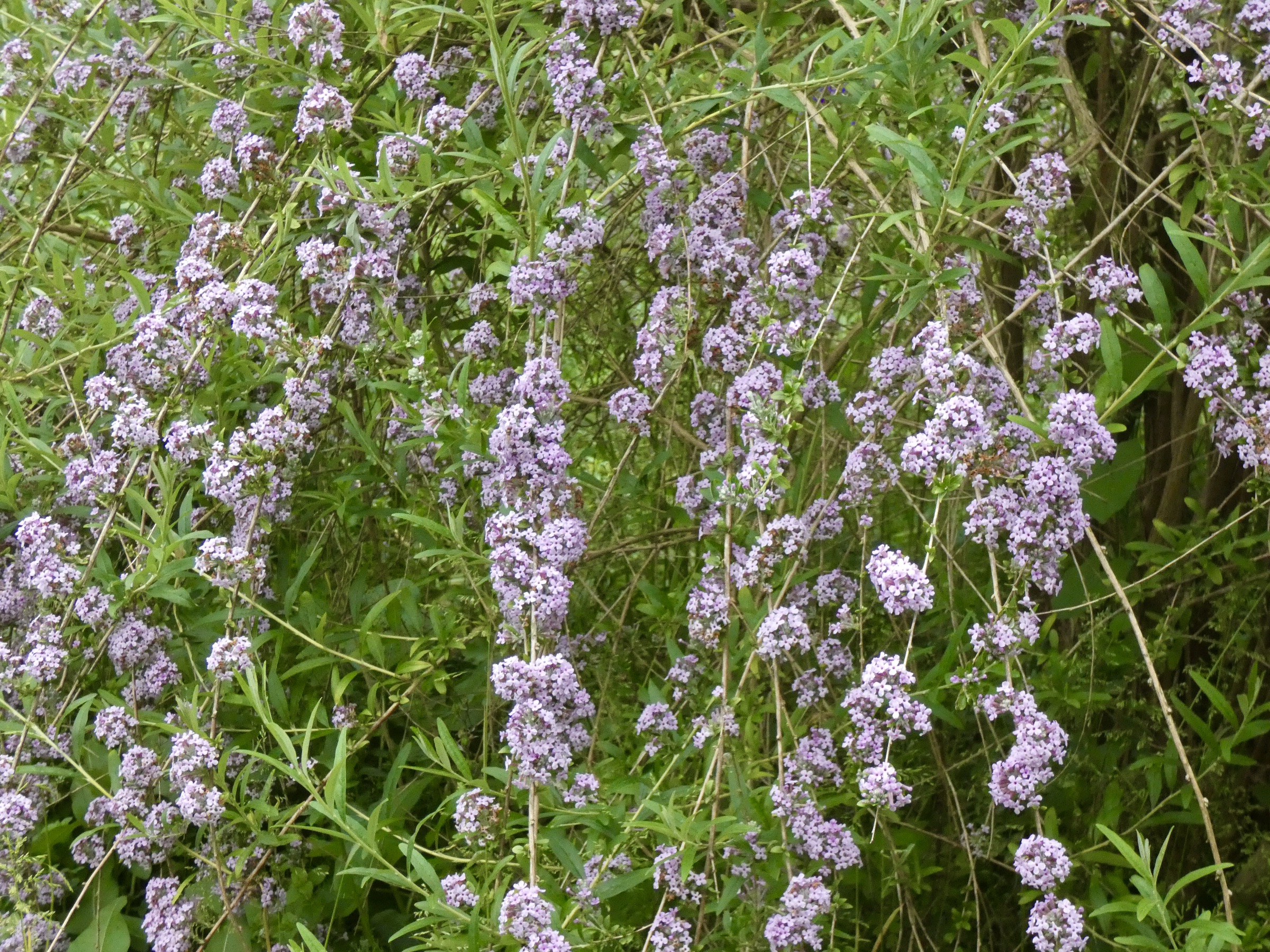 400DF6AF-78D8-48AB-81F1-7AD7545CCFE6_1_201_a